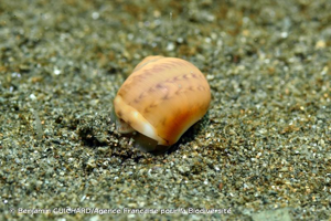 <i>Euspira catena</i> (da Costa, 1778) © Benjamin GUICHARD/Agence Française pour la Biodiversité
