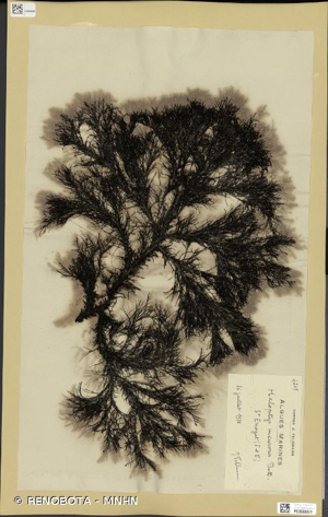 <i>Halopithys incurva</i> (Hudson) Batters, 1902 © RENOBOTA - MNHN