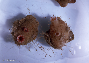 <i>Polycarpa pomaria</i> (Savigny, 1816) © F. Monniot