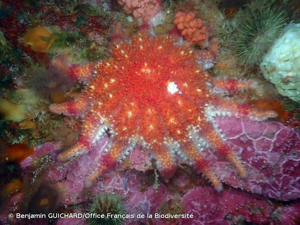 <i>Crossaster papposus</i> (Linnaeus, 1767) © Benjamin GUICHARD/Office Français de la Biodiversité
