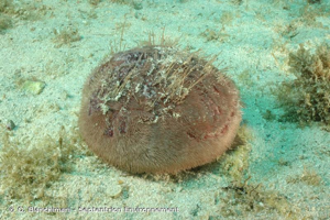 <i>Spatangus purpureus</i> O.F. Müller, 1776 © O. Bianchimani - Septentrion Environnement