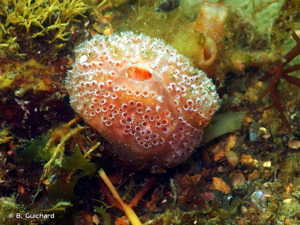 <i>Aplidium elegans</i> (Giard, 1872) © B. Guichard