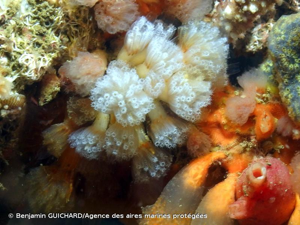 <i>Aplidium turbinatum</i> (Savigny, 1816) © Benjamin GUICHARD/Agence des aires marines protégées