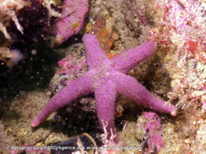 <i>Henricia sanguinolenta</i> (O.F. Müller, 1776) © Benjamin GUICHARD/Agence des aires marines protégées