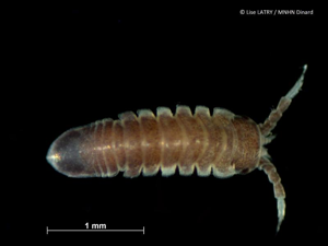 <i>Idotea pelagica</i> Leach, 1815 © L. Latry - MNHN Dinard