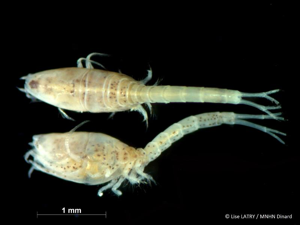 <i>Cumopsis goodsir</i> (Van Beneden, 1861) © L. Latry - MNHN Dinard
