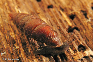 <i>Macrogastra rolphii rolphii</i> (W. Turton, 1826) © O. Gargominy