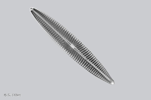 <i>Navicula tripunctata</i> (O.F.Müll.) Bory, 1822 © D. Milan