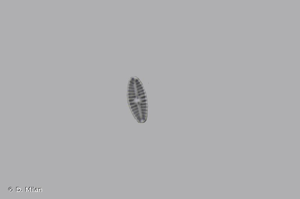 <i>Planothidium delicatulum</i> (Kütz.) Round & Bukht., 1996 © D. Milan