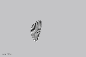 <i>Encyonema caespitosum</i> Kütz., 1849 © D. Milan