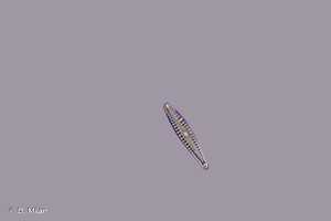 <i>Pseudostaurosira brevistriata</i> (Grunow) D.M.Williams & Round, 1987 © D. Milan