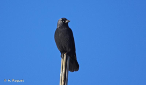 <i>Corvus monedula</i> Linnaeus, 1758 © V. Roguet