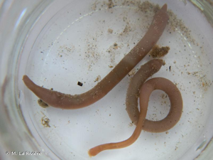 <i>Golfingia </i>(<i>Golfingia</i>)<i> elongata</i> (Keferstein, 1862) © M. La Rivière