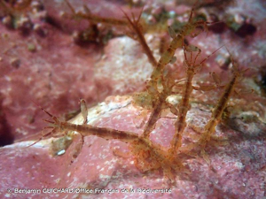 <i>Caprella mutica</i> Schurin, 1935 © Benjamin GUICHARD/Office Français de la Biodiversité