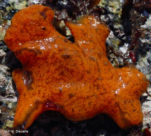 <i>Botrylloides violaceus</i> Oka, 1927 © F-X. Decaris