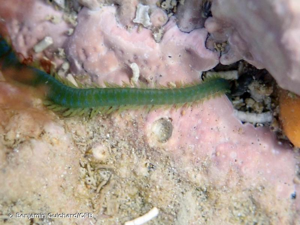 <i>Eulalia clavigera</i> (Audouin & Milne Edwards, 1833) © Benjamin Guichard/OFB
