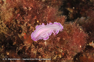 <i>Prostheceraeus roseus</i> Lang, 1884 © O. Bianchimani - Septentrion Environnement