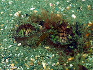 <i>Lutraria oblonga</i> (Gmelin, 1791) © B. Guichard