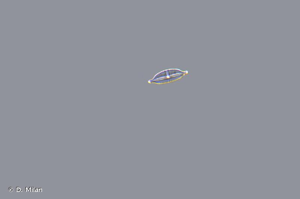 <i>Cymbopleura amphicephala</i> (Nägeli) Krammer, 2003 © D. Milan