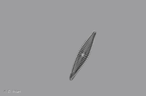 <i>Gomphonema exilissimum</i> (Grunow) Lange-Bert. & E. Reichardt, 1996 © D. Milan