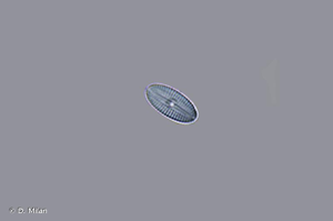 <i>Diploneis oblongella</i> (Nägeli ex Kütz.) Cleve-Euler, 1922 © D. Milan