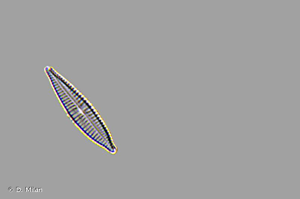 <i>Navicula recens</i> (Lange-Bert.) Lange-Bert., 1985 © D. Milan