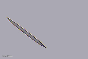 <i>Nitzschia fruticosa</i> Hust., 1957 © D. Milan
