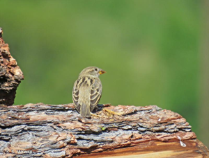 <i>Passer domesticus</i> (Linnaeus, 1758) © S. Wroza