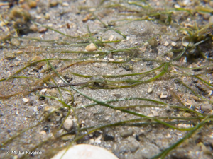 <i>Zostera noltei</i> Hornem., 1832 © M. La Rivière