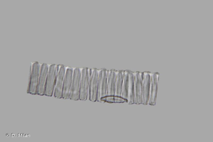 <i>Fragilaria rumpens</i> (Kütz.) G.W.F.Carlson, 1913 © D. Milan