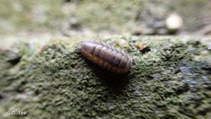 <i>Armadillidium nasatum</i> Budde-Lund, 1885 © D. Top