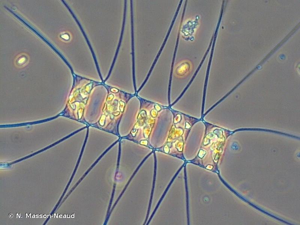 <i>Chaetoceros decipiens</i> Cleve, 1873 © N. Masson-Neaud