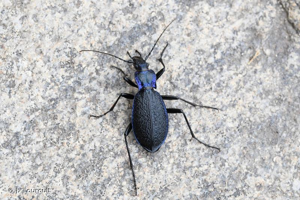 <i>Carabus intricatus intricatus</i> Linnaeus, 1761 © J. Touroult