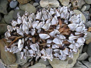 <i>Lepas </i>(<i>Anatifa</i>)<i> anatifera</i> Linnaeus, 1758 © B. Guichard
