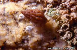 <i>Tritia incrassata</i> (Strøm, 1768) © doris.ffessm.fr © Denis Ader