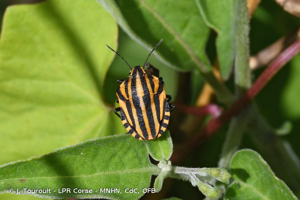 <i>Graphosoma italicum italicum</i> (O.F. Müller, 1766) © J. Touroult - LPR Corse - MNHN, CdC, OFB