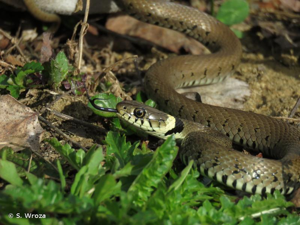 <i>Natrix helvetica helvetica</i> (Lacepède, 1789) © S. Wroza