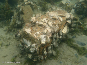 <i>Magallana gigas</i> (Thunberg, 1793) © T. de Bettignies