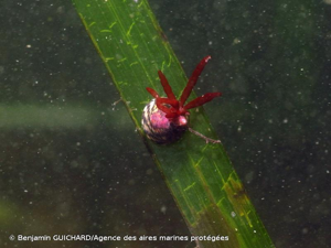 <i>Steromphala umbilicalis</i> (da Costa, 1778) © Benjamin GUICHARD/Agence des aires marines protégées