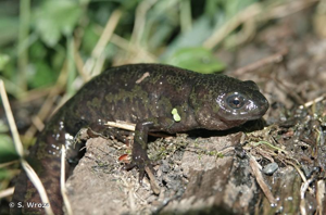 <i>Triturus cristatus </i>x<i> T. marmoratus</i> © S. Wroza