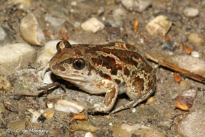 <i>Pelobates fuscus</i> (Laurenti, 1768) © J.-C. de Massary