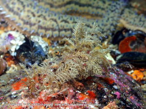 <i>Halecium halecinum</i> (Linnaeus, 1758) © Benjamin GUICHARD/Agence des aires marines protégées