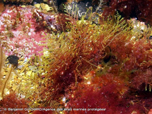 <i>Sertularella gayi</i> (Lamouroux, 1821) © Benjamin GUICHARD/Agence des aires marines protégées