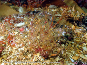 <i>Sertularella polyzonias</i> (Linnaeus, 1758) © Benjamin GUICHARD/Agence des aires marines protégées