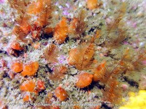 <i>Aglaophenia pluma</i> (Linnaeus, 1758) © Benjamin GUICHARD/Agence des aires marines protégées
