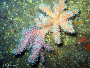 <i>Alcyonium glomeratum</i> (Hassall, 1843) © B. Guichard