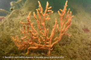 <i>Eunicella verrucosa</i> (Pallas, 1766) © Benjamin GUICHARD/Agence Française pour la Biodiversité
