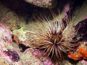 <i>Cerianthus membranaceus</i> (Spallanzani, 1784) © B. Guichard