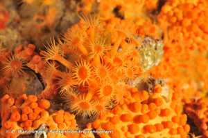 <i>Parazoanthus axinellae</i> (Schmidt, 1862) © O. Bianchimani - Septentrion Environnement