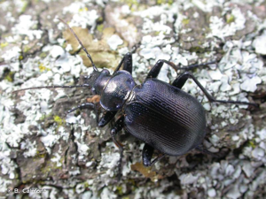 <i>Calosoma inquisitor</i> (Linnaeus, 1758) © B. Calmont